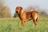 DOGUE DE BORDEAUX 140